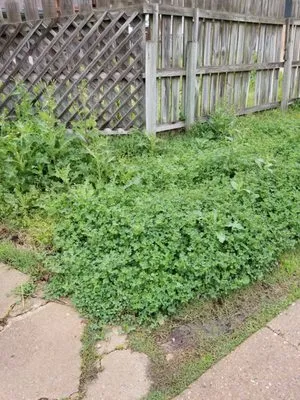 Twisted Oak Landscaping Logo