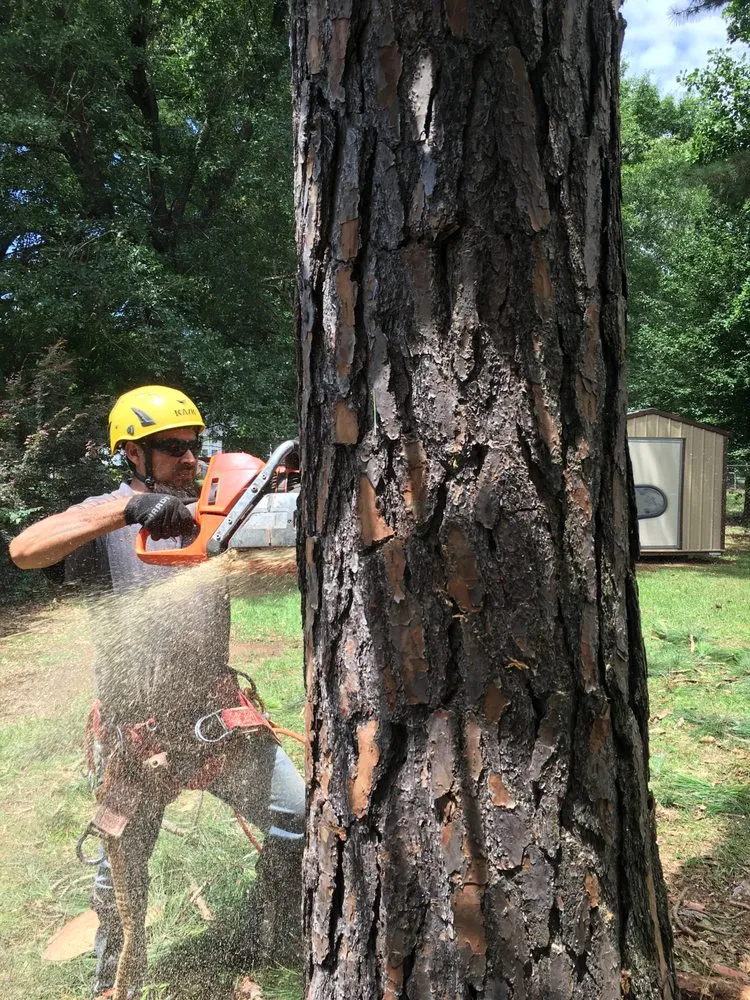 Affordable yard cleanup service in Macon, GA - Twisted Tree Service