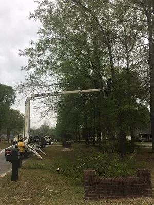 Twisted Tree Service Logo