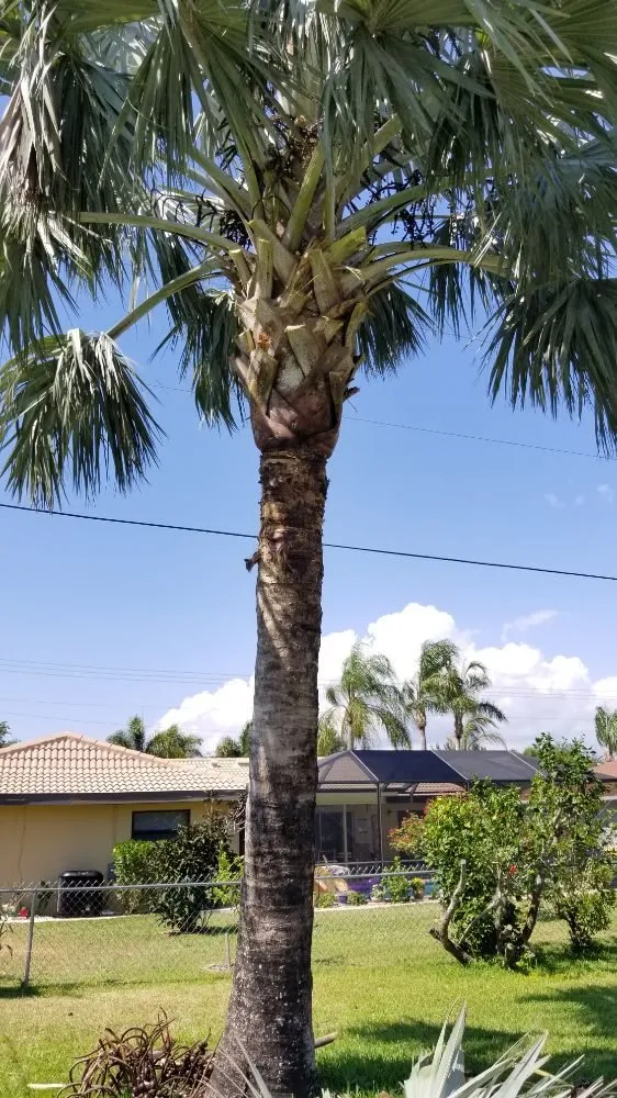 Affordable landscape installation for beautiful yards across Cape Coral, FL - Twisted Trunk Tree Service