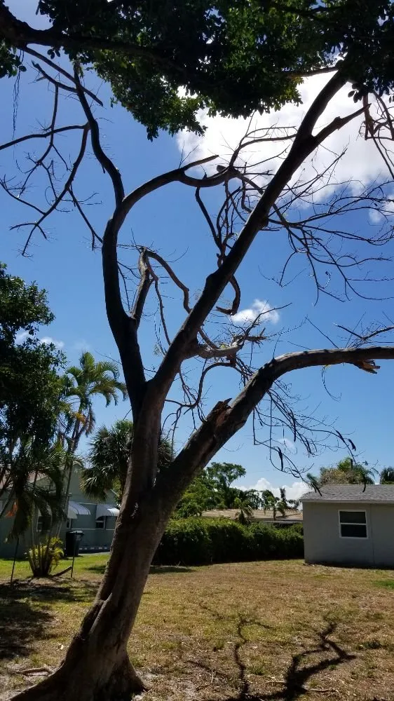 Trusted yard cleanup service near you in Cape Coral, FL by Twisted Trunk Tree Service