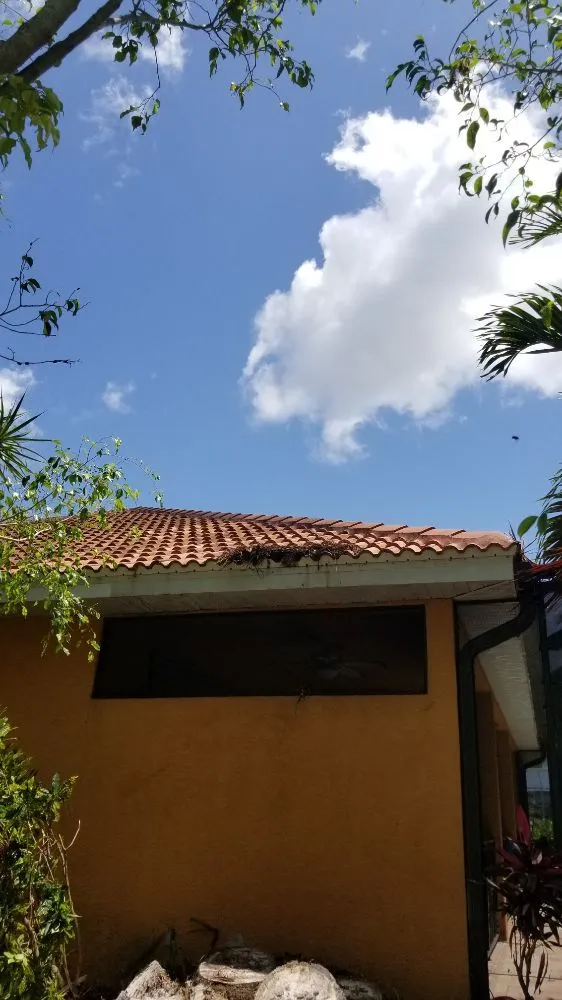 Trusted lawn care service for outdoor upgrades across Cape Coral, FL - Twisted Trunk Tree Service