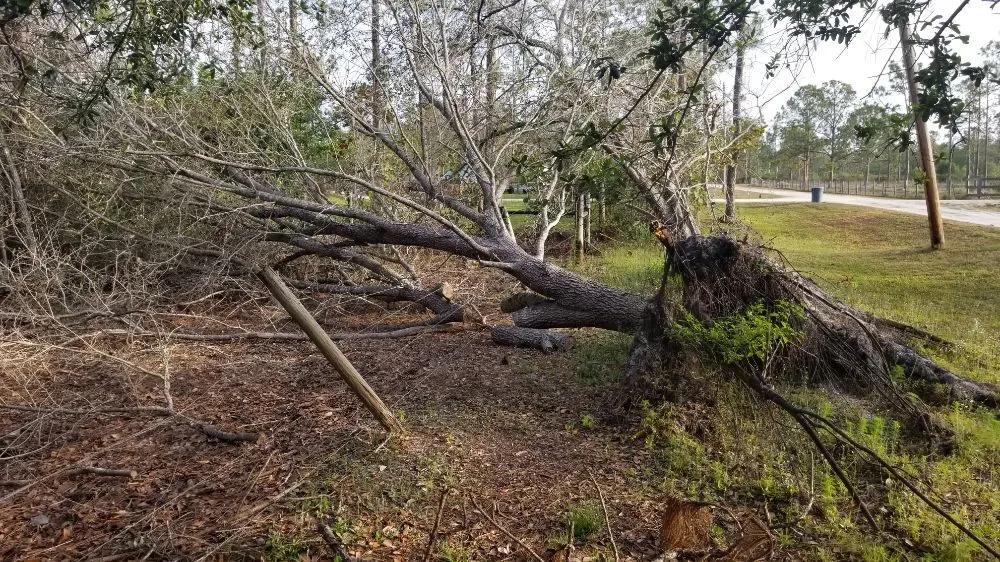 Professional lawn mowing service experts serving Cape Coral, FL - Twisted Trunk Tree Service