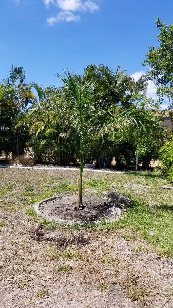 Reliable landscape design experts serving Cape Coral, FL - Twisted Trunk Tree Service