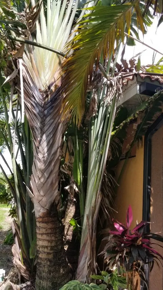 Affordable yard maintenance in Cape Coral, FL - Twisted Trunk Tree Service