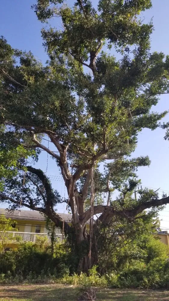 Expert residential landscaping experts serving Cape Coral, FL - Twisted Trunk Tree Service
