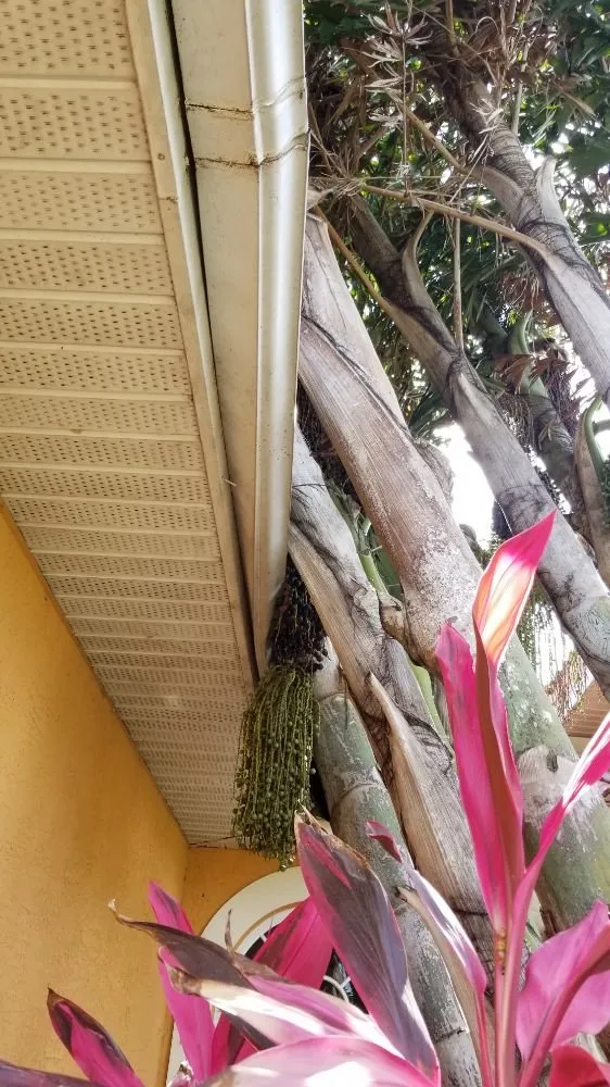 Professional yard cleanup service for residential properties across Cape Coral, FL - Twisted Trunk Tree Service