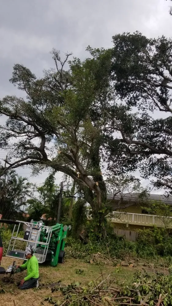 Professional yard maintenance in Cape Coral, FL by Twisted Trunk Tree Service