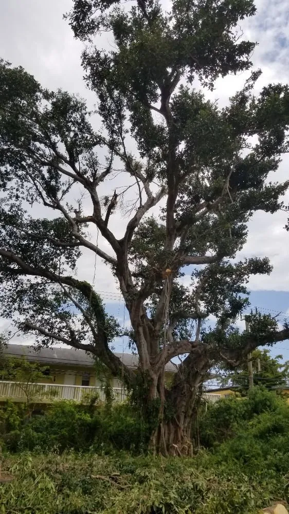 Expert lawn mowing service for year-round maintenance across Cape Coral, FL - Twisted Trunk Tree Service