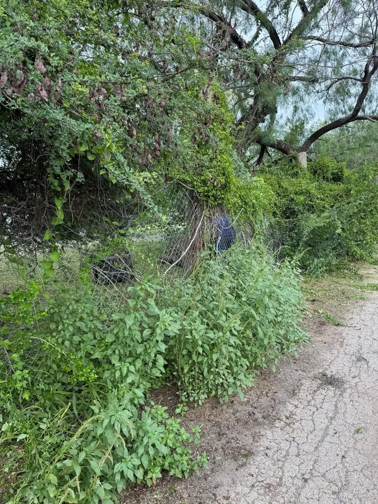 Affordable lawn mowing service in Boerne, TX - Two Birds Outdoor Services