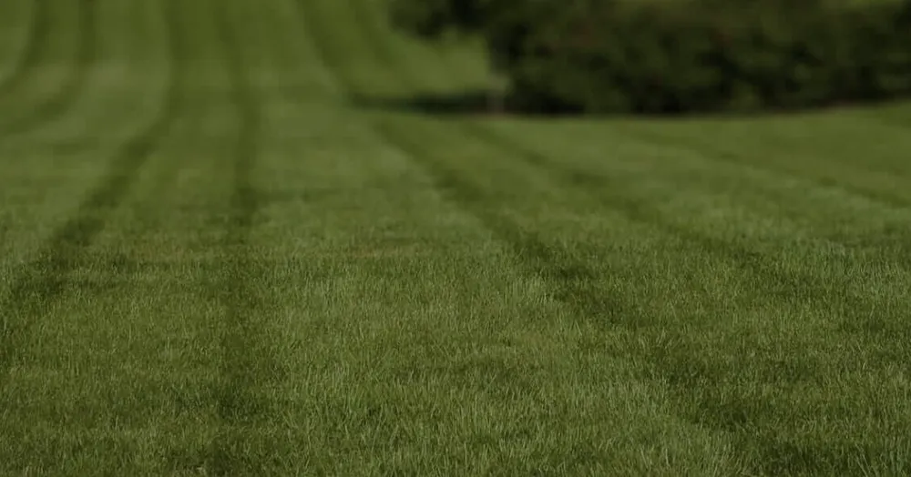 Trusted yard cleanup service in Merrill, WI by Two Boys & A Lawn Mower