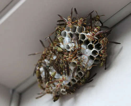 Professional landscape design in Spring Hill, FL - Two Brothers Environmental Services