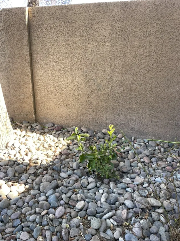 Reliable lawn care service in Las Vegas, NV by Two Brothers Landscaping