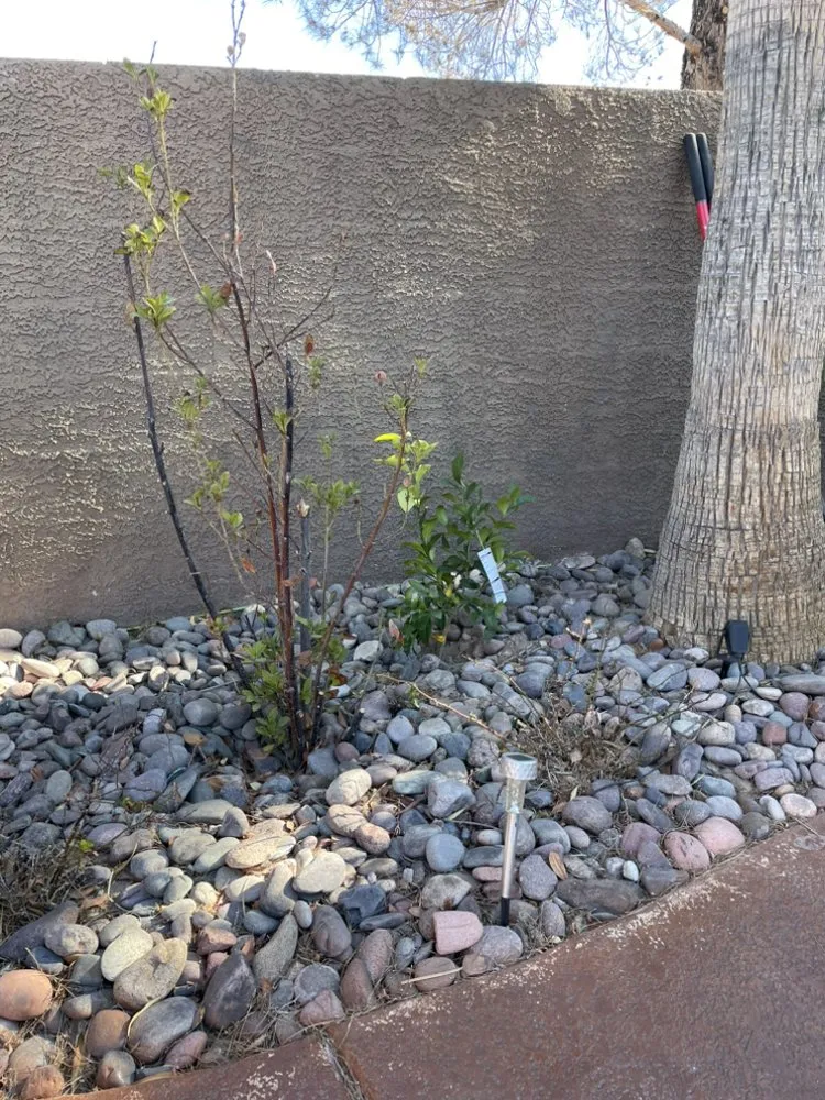 Custom residential landscaping for year-round maintenance across Las Vegas, NV - Two Brothers Landscaping