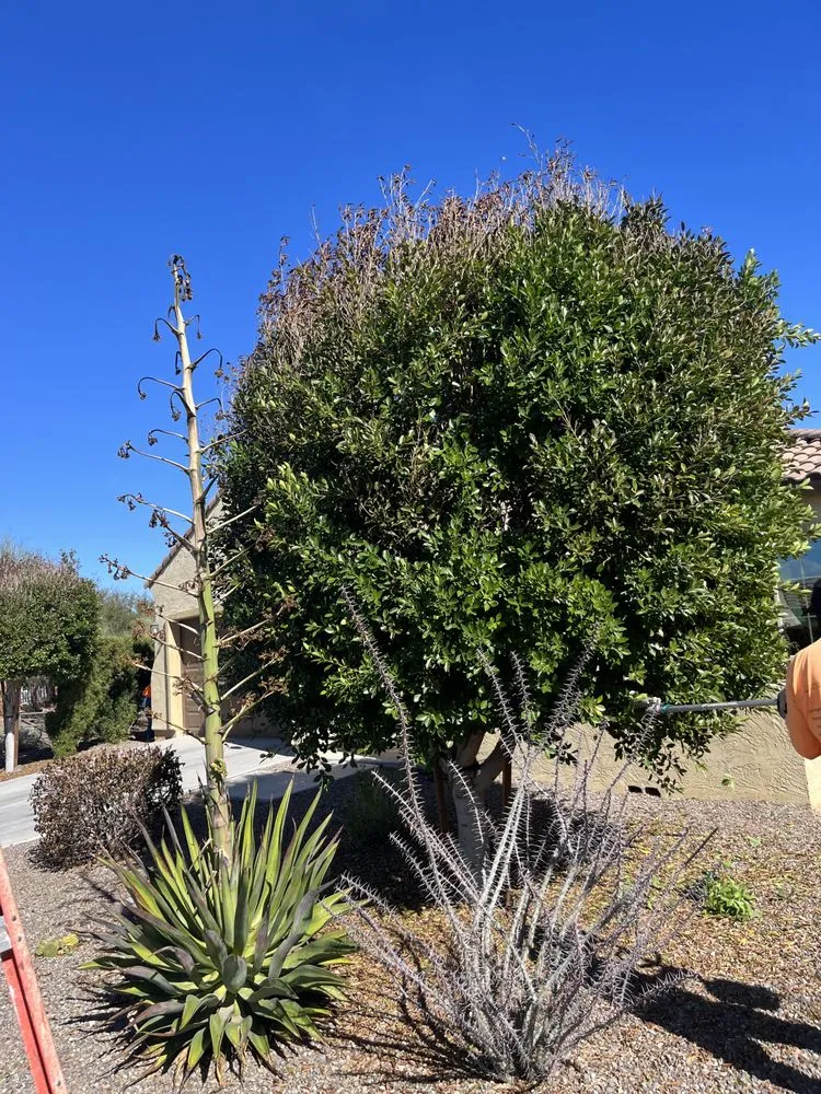 Custom yard cleanup service near you in El Mirage, AZ by Two Brothers Landscaping Services