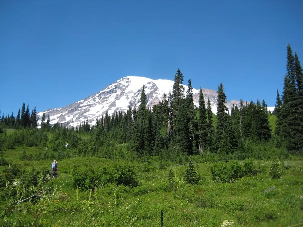 Top-rated landscape design in Chicopee, MA - Two Brothers Tree Service & Landscaping