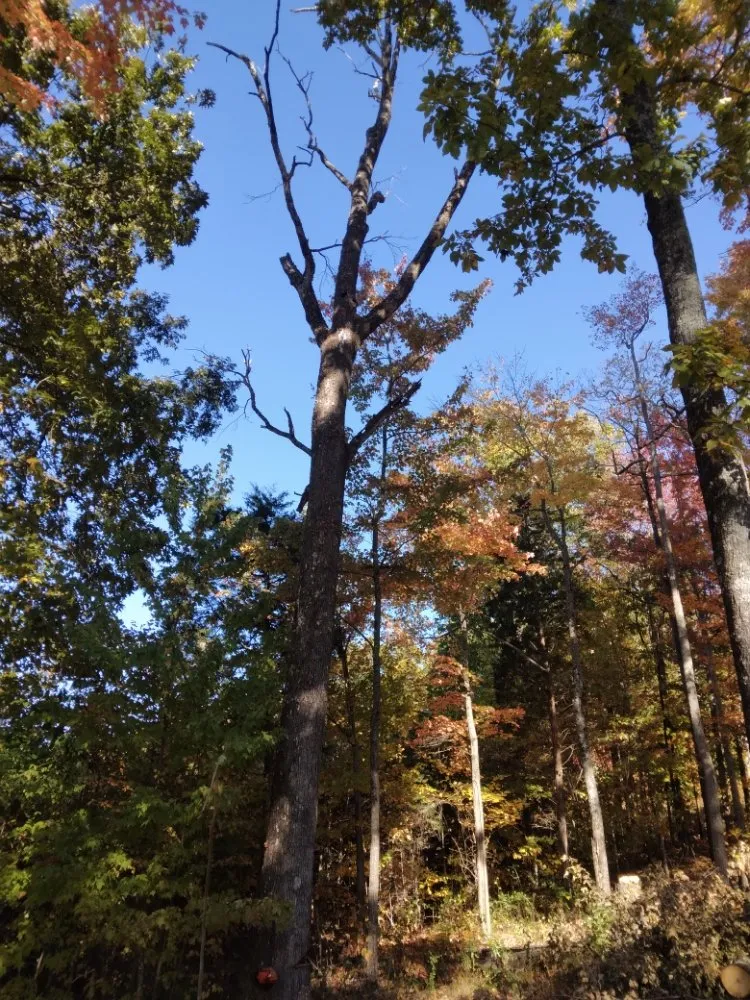 Custom lawn care service in Knoxville, TN by Two Brothers Tree Service and Landscaping