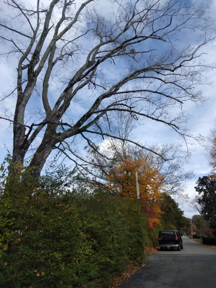 Expert yard cleanup service in Knoxville, TN - Two Brothers Tree Service and Landscaping