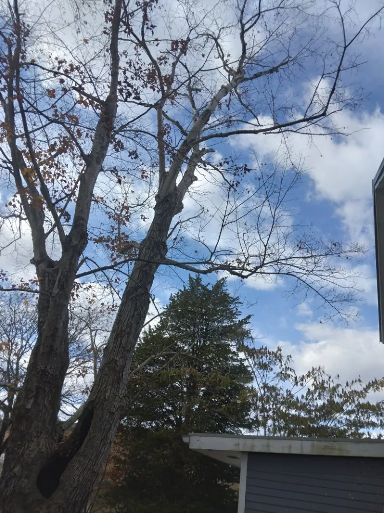 Reliable lawn mowing service in Knoxville, TN by Two Brothers Tree Service and Landscaping