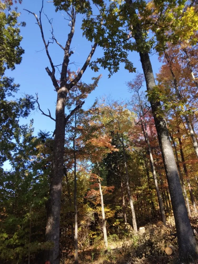 Local outdoor landscaping experts serving Knoxville, TN - Two Brothers Tree Service and Landscaping