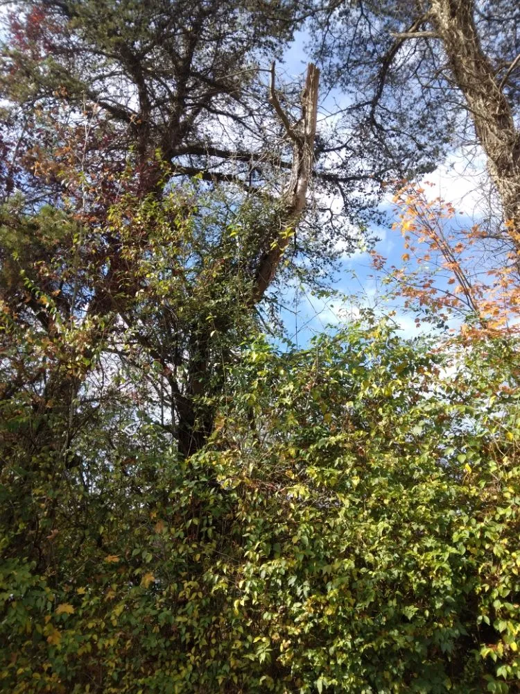 Custom landscaping services in Knoxville, TN - Two Brothers Tree Service and Landscaping