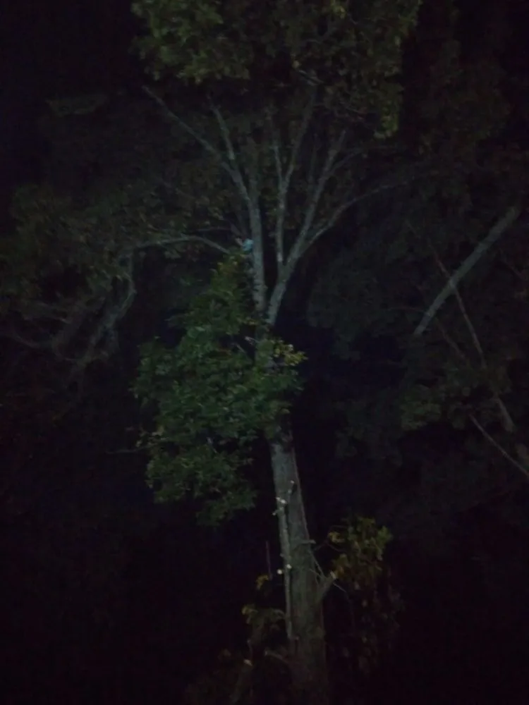 Expert landscaping services for year-round maintenance across Knoxville, TN - Two Brothers Tree Service and Landscaping