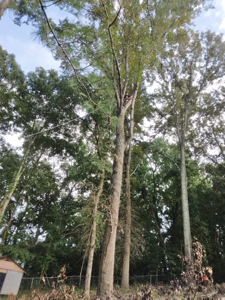 Reliable outdoor landscaping for homes across Knoxville, TN - Two Brothers Tree Service and Landscaping