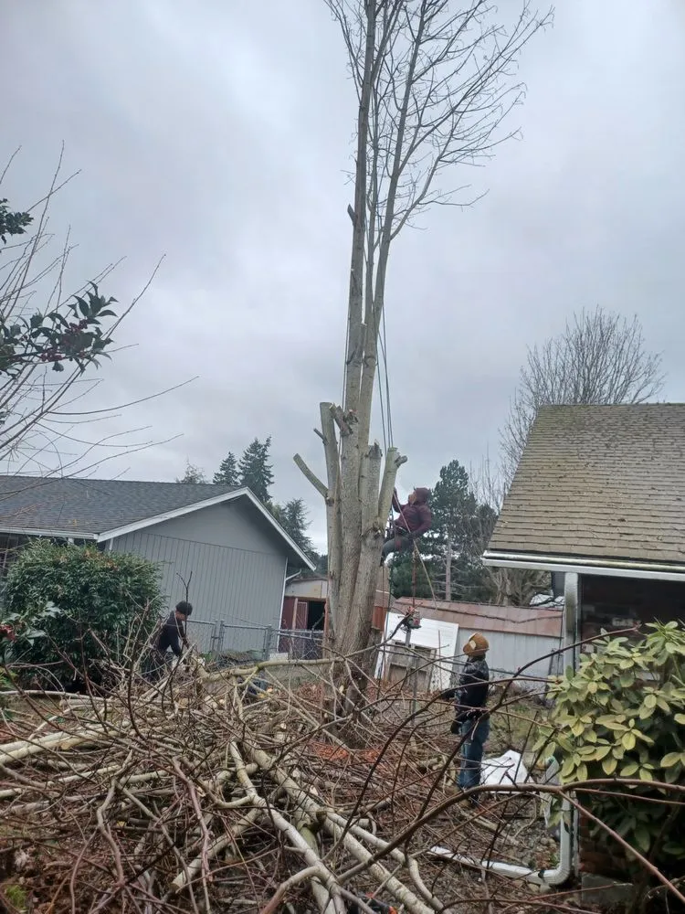 Expert yard cleanup service for beautiful yards across Shelton, WA - Two Brothers Tree Services and Landscaping