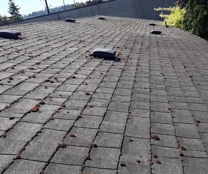 Top-rated landscape installation in Shelton, WA by Two Brothers Tree Services and Landscaping