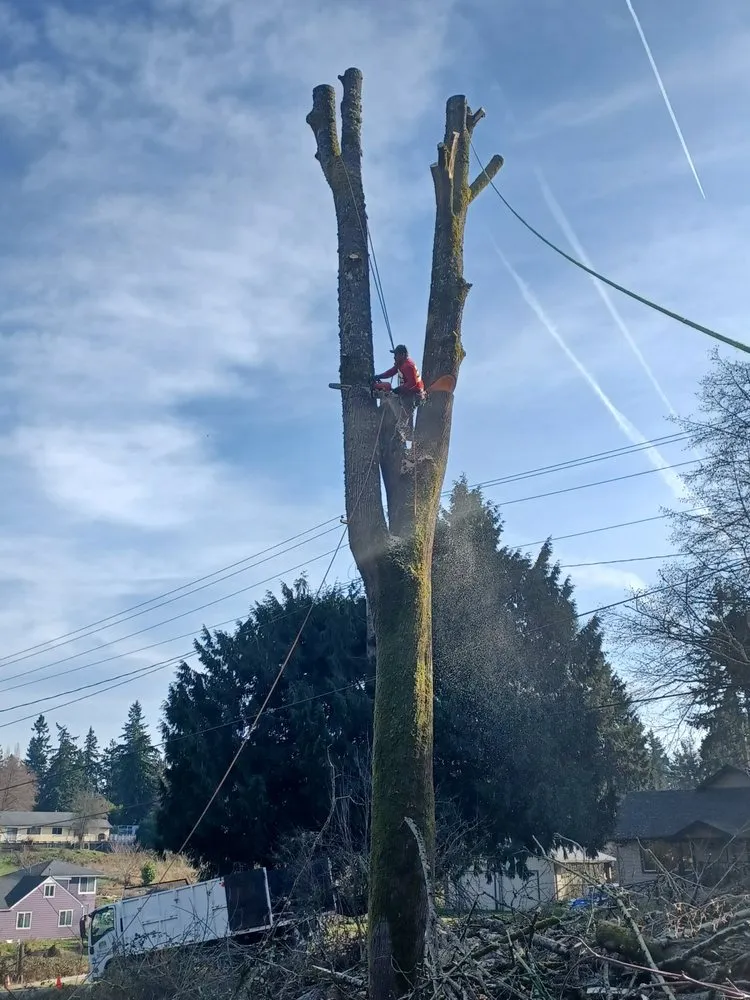 Affordable landscaping services near you in Shelton, WA by Two Brothers Tree Services and Landscaping