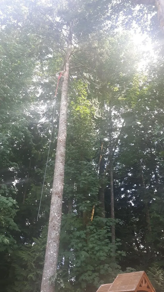 Affordable yard cleanup service in Shelton, WA by Two Brothers Tree Services and Landscaping