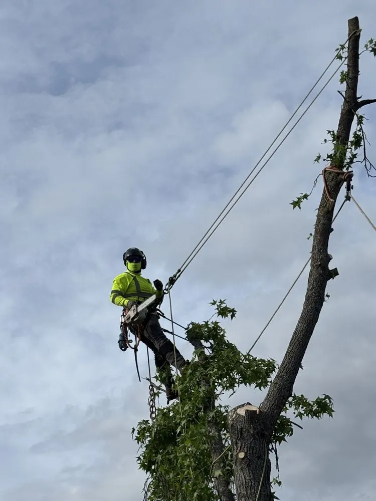 Custom outdoor landscaping for homes across Yuba City, CA - Two Brothers Tree Services