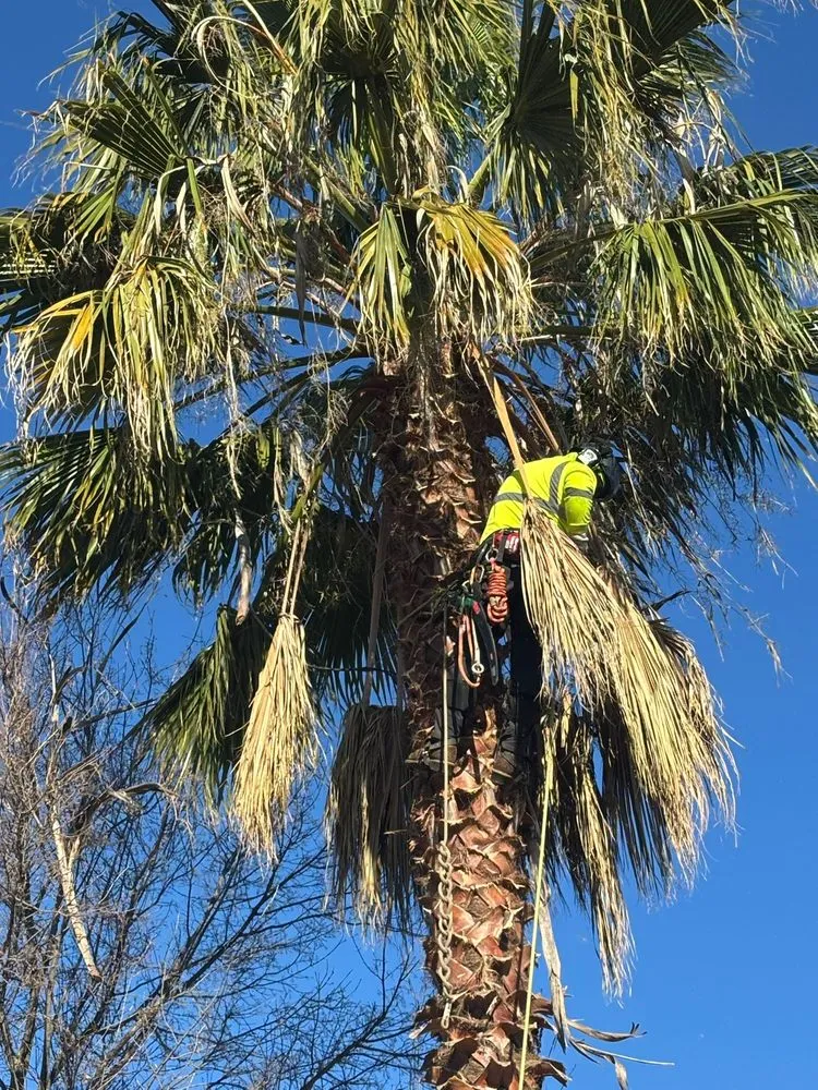 Local outdoor landscaping in Yuba City, CA - Two Brothers Tree Services