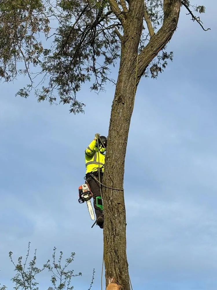 Local landscaping services with custom design in Yuba City, CA by Two Brothers Tree Services