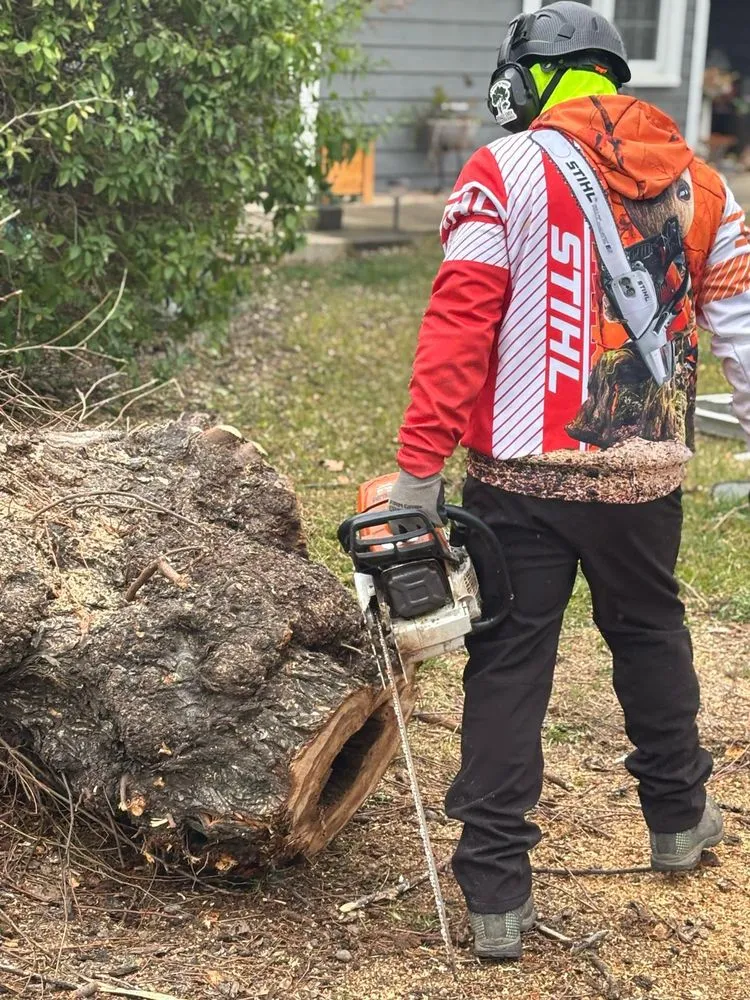 Affordable yard cleanup service for year-round maintenance across Yuba City, CA - Two Brothers Tree Services