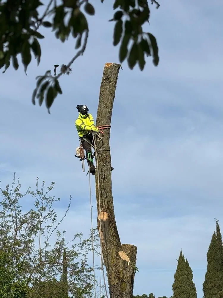 Affordable lawn care service experts serving Yuba City, CA - Two Brothers Tree Services