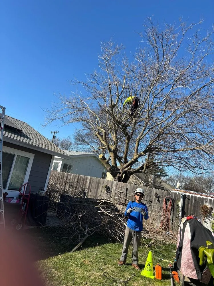 Expert landscape installation for residential properties in Yuba City, CA by Two Brothers Tree Services