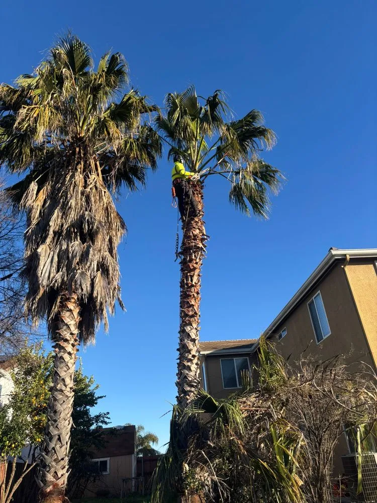 Trusted landscaping services in Yuba City, CA by Two Brothers Tree Services