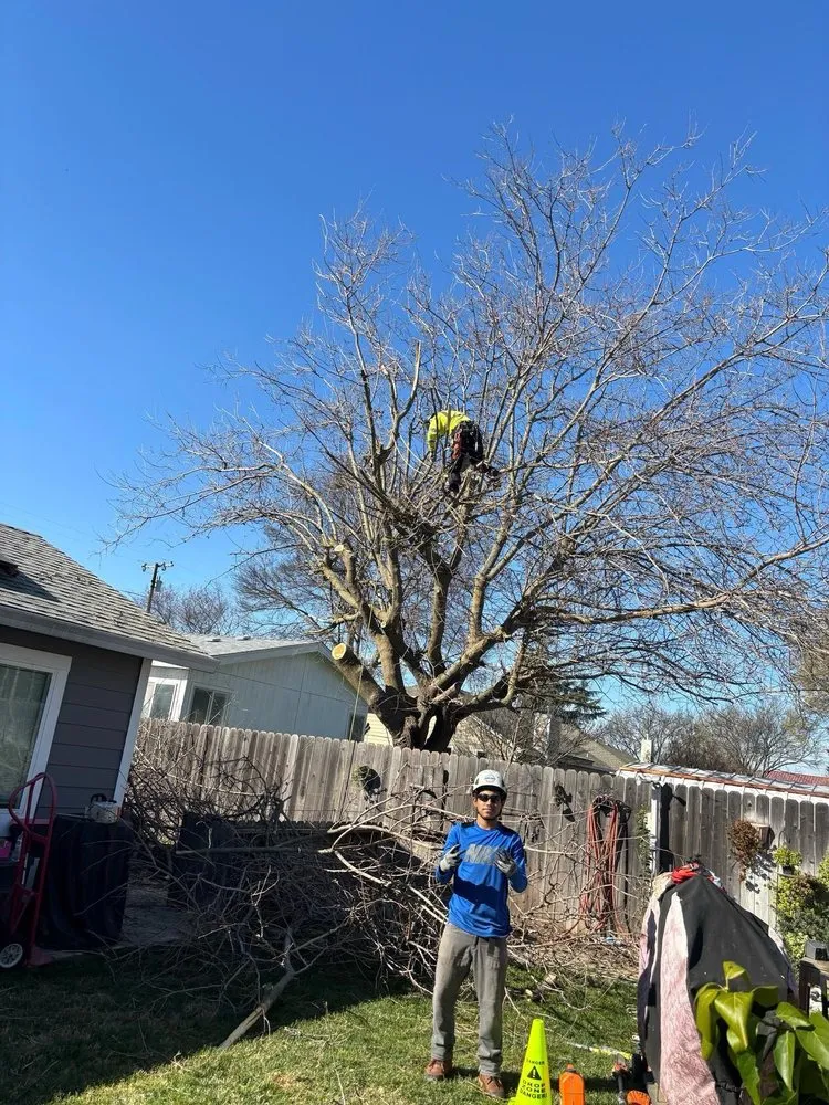 Reliable yard cleanup service in Yuba City, CA - Two Brothers Tree Services
