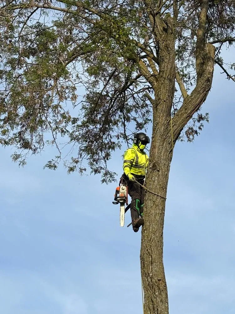 Affordable yard maintenance for outdoor upgrades across Yuba City, CA - Two Brothers Tree Services