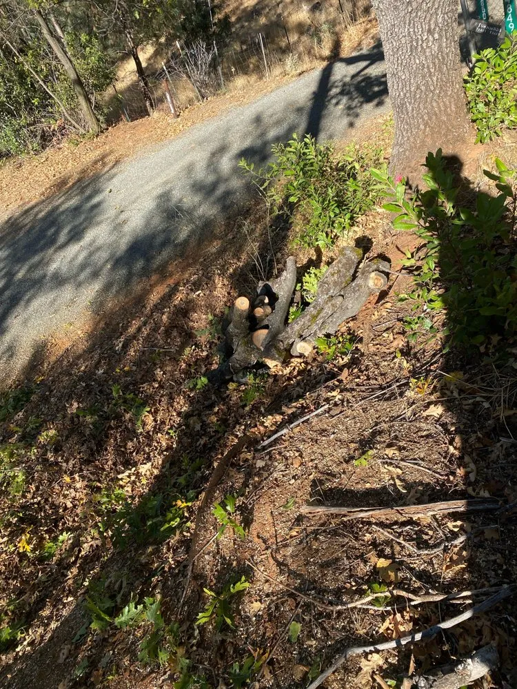 Local landscaping services in Yuba City, CA - Two Brothers Tree Services