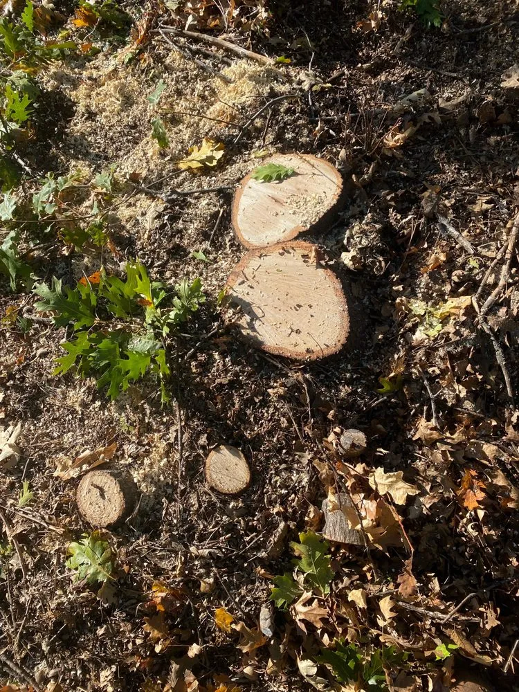 Trusted residential landscaping for homes in Yuba City, CA by Two Brothers Tree Services