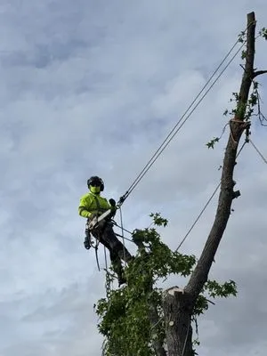 Two Brothers Tree Services Logo