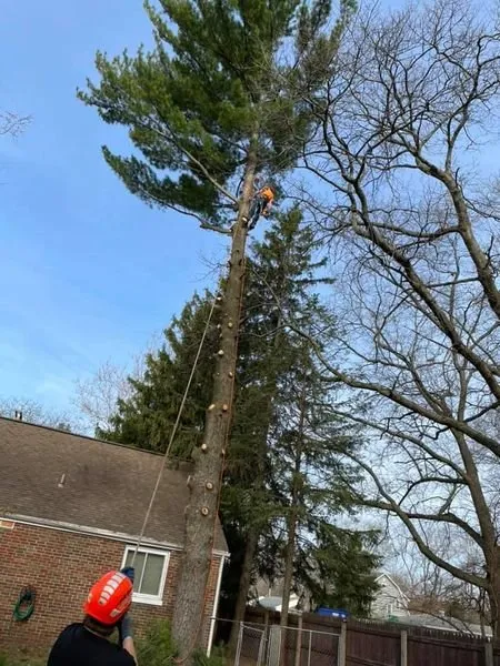 Top-rated landscaping services experts serving Argos, IN - Two Buds Tree Services