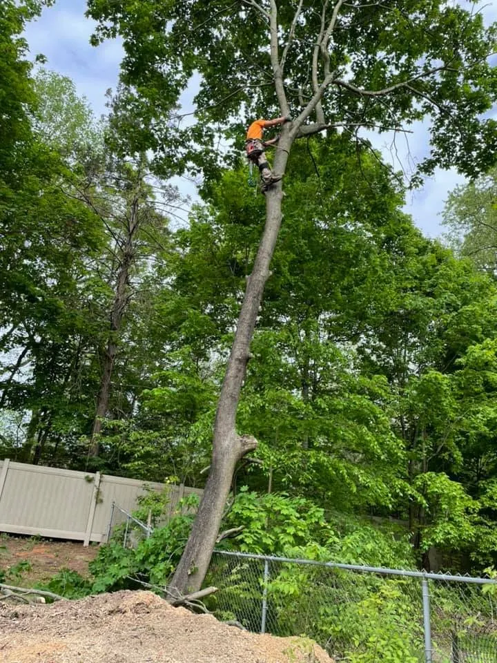 Custom landscaping services experts serving Argos, IN - Two Buds Tree Services