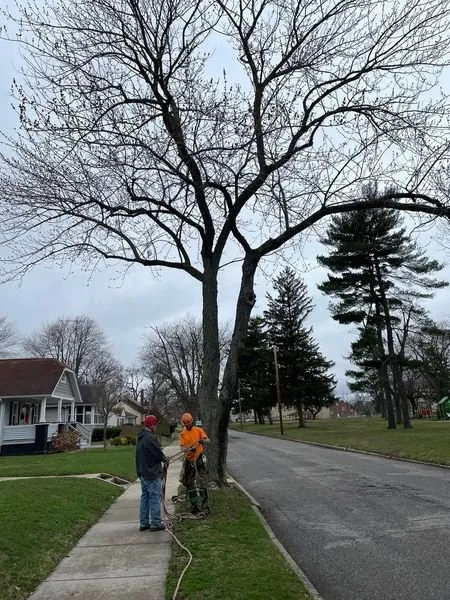 Trusted yard maintenance experts serving Argos, IN - Two Buds Tree Services