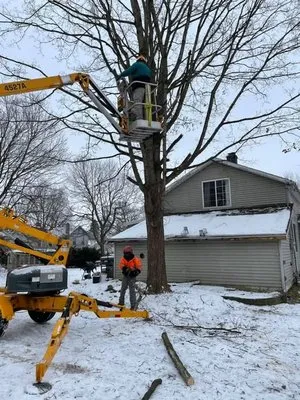 Two Buds Tree Services