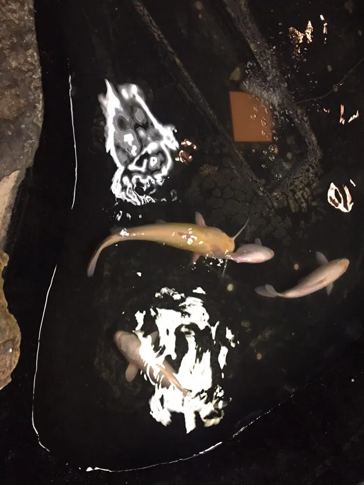 Professional yard maintenance in Louisville, KY - Two Fish