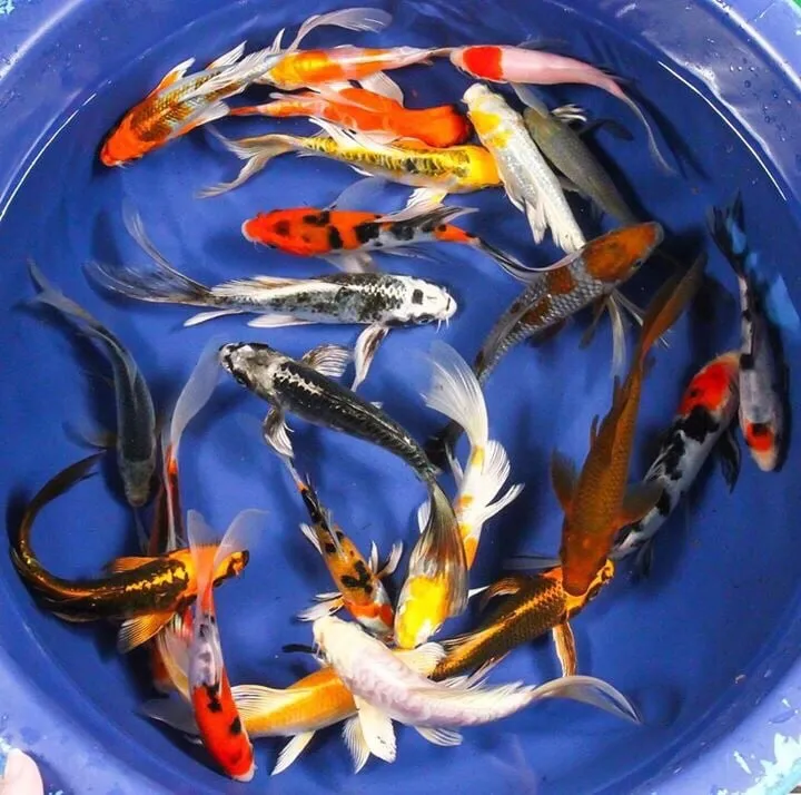 Top-rated lawn mowing service in Louisville, KY - Two Fish