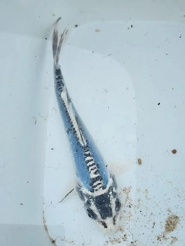 Trusted landscape design experts serving Louisville, KY - Two Fish